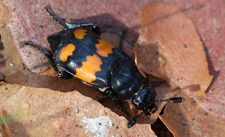 Common sexton beetle with four wavy orange patches on its back