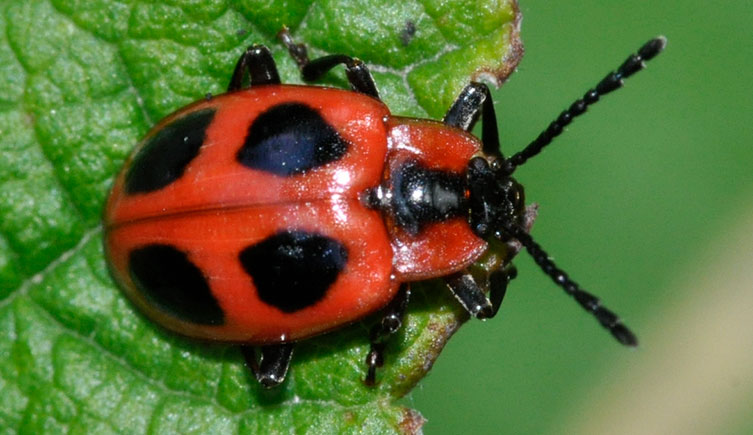 A false ladybird on a leaf