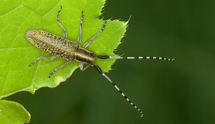 Golden-bloomed grey longhorn beetle with its long, stripey antennae projecting beyond the edge of the leaf it's on