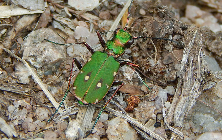 Green tiger beetle on rough, bare ground