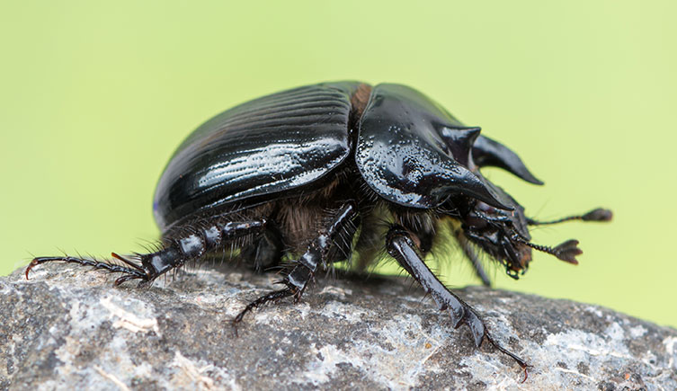 Male minotaur beetle on a rock