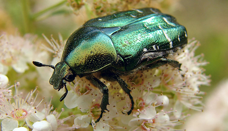 Rose chafer on blossom
