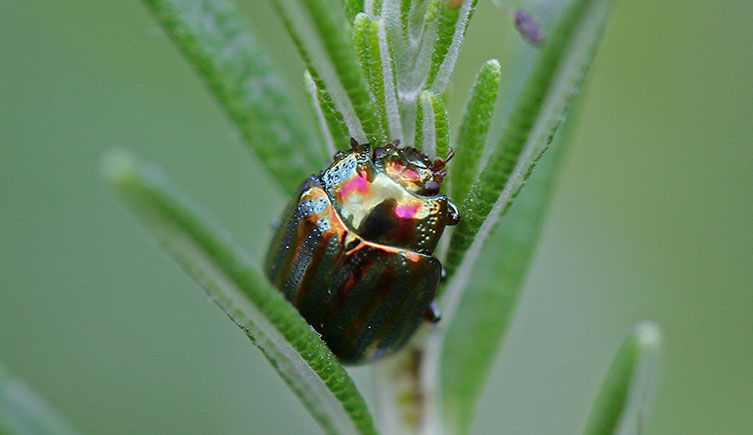 Rosemary beetle on a rosemary plant
