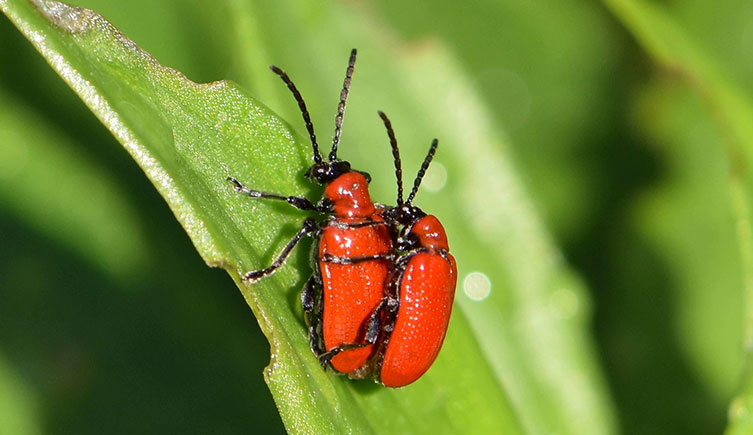 Two scarlet lily beetles mating on a leaf that shows damage from being eaten