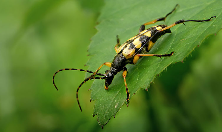 Spotted longhorn beetle on a leaf