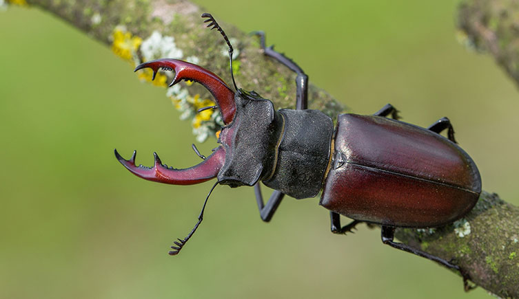 Male stag beetle on a tree branch