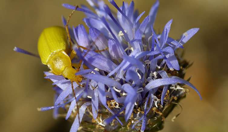 Sulphur beetle crawling over a blue flower
