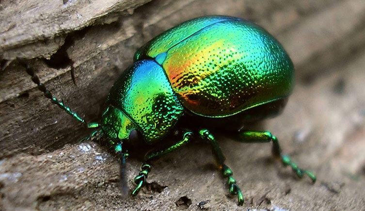 A very shiny tansy beetle on some wood