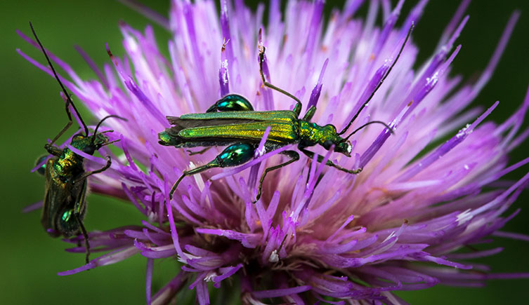 Two male thick-legged flower beetles crawling over a purple flower