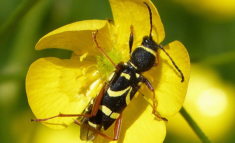 Wasp beetle on a buttercup