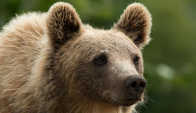 A close up of a young European brown bear side on as it looks slightly off camera. 
