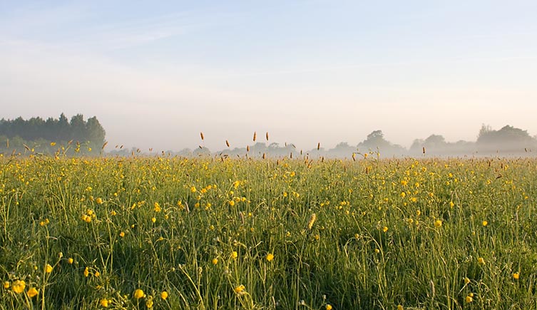 Mist hangs above a English meadow, with a profusion of yellow flowers growing among longer green grass. The hazy outline of a forest can been seen in the distance. 