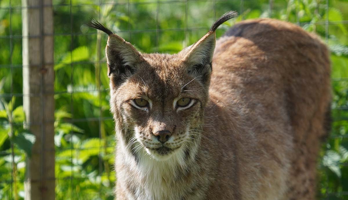 A Eurasian lynx stands in front of the mesh fence of its enclosure.