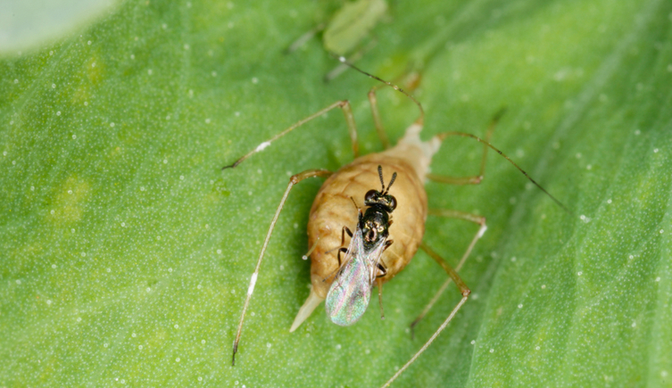 A parasitoid wasp emerges from an aphid