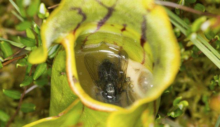 A fly floating in the digestive fluids of a green pitcher plant