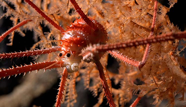 A red squat lobster stands in front of orange coral. 