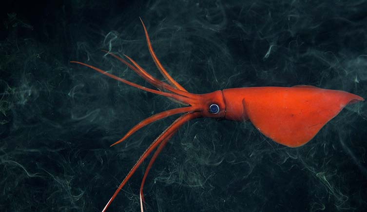 A red squid swims along against a dark rocky slope.