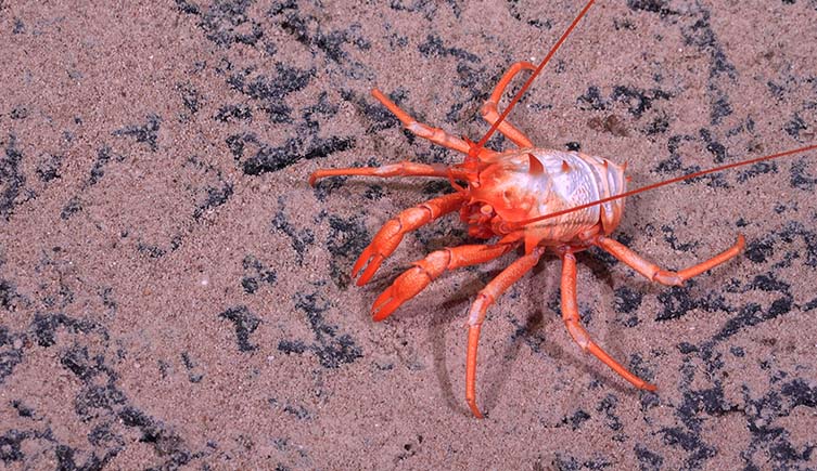 A squat lobster walks along brown sediment.