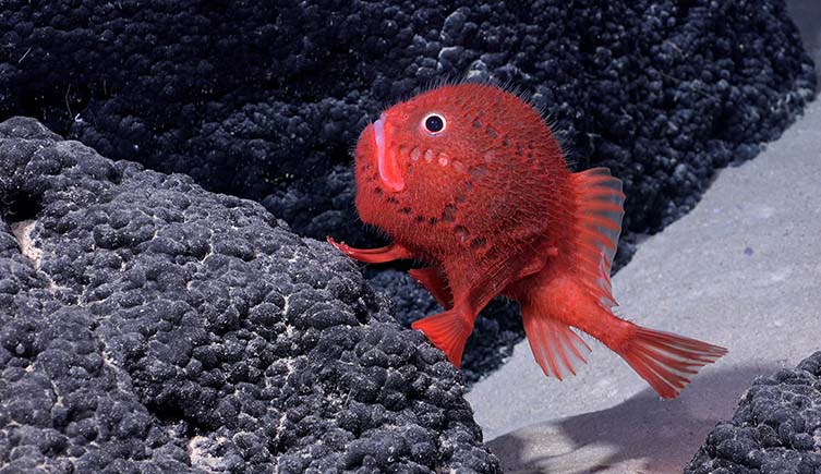 A red sea toad fish against black rocks.