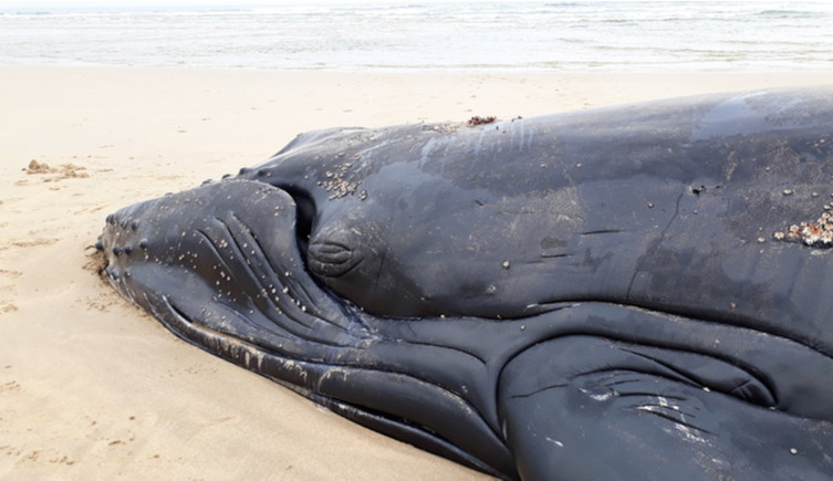 A stranded humpback whale lies on a beach