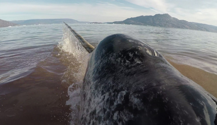 A view from the back of a narwhal out over a fjord