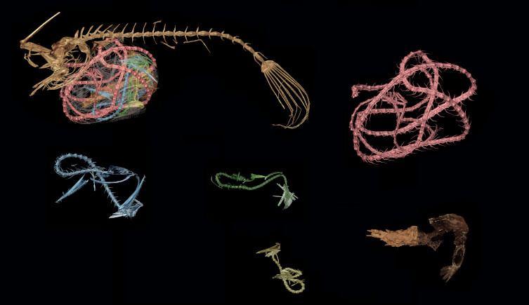 A CT scan of the contents of an anglerfish stomach, including a variety of marine species.