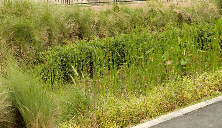 Different plants grow next to a raod