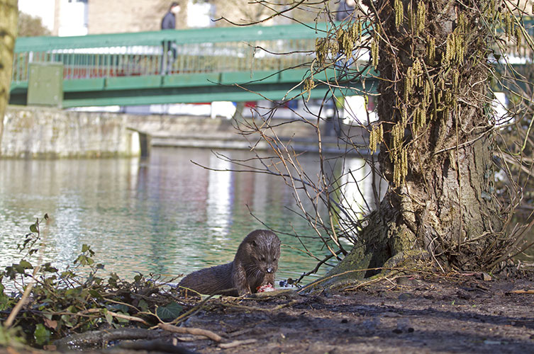 An otter eating fish on a riverbank with a person walking over a bridge in the background