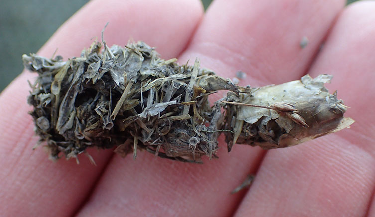 Close up of dry otter spraint in someone's hand