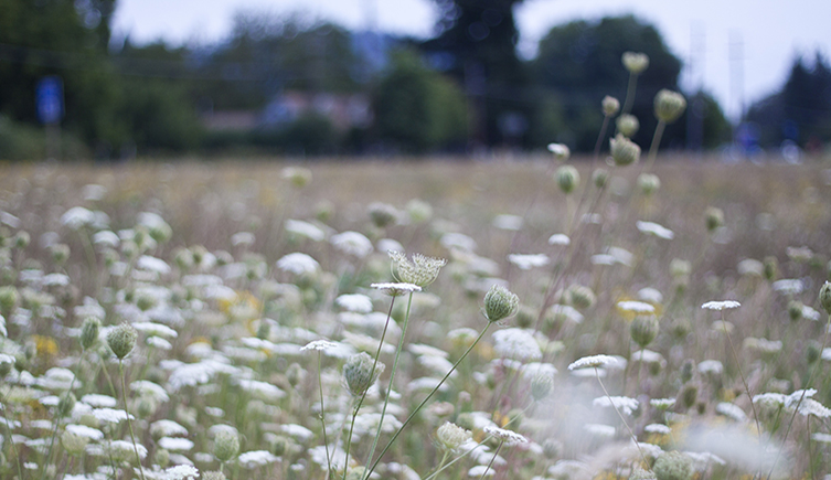 A meadow of daisies, buildings are in the background