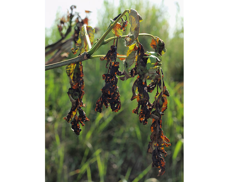 Shrivelled, dark leaves hang from thin branches