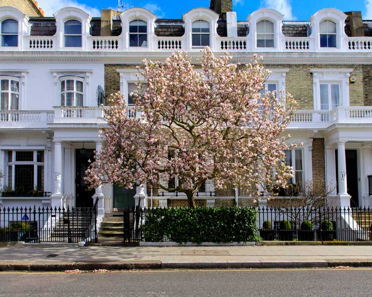 A magnolia tree blooms outside a row of terraced houses