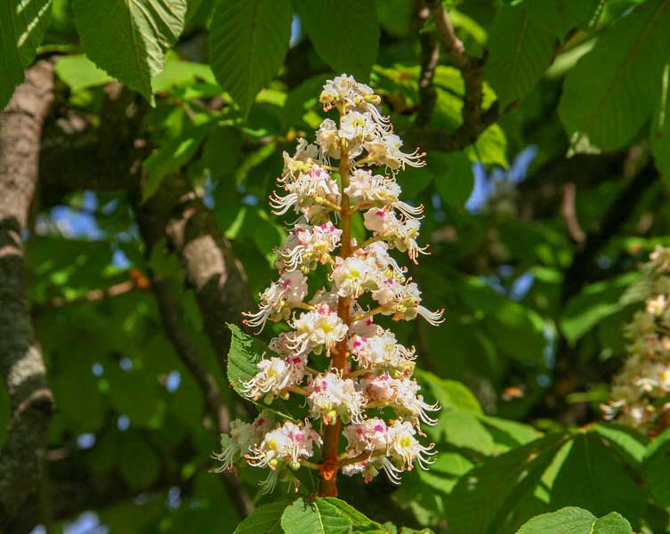 An upwards pointing stem filled with numerous white flowers with bright pink accents. 