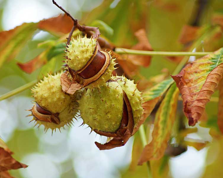 Round, spiky, light green seed cases attached to a branch split open to reveal a single, large, shiny brown conker in each. 
