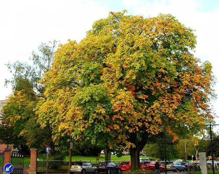 A tall tree stands beside a road. Its many leaves are turning from green to yellow and orange. 