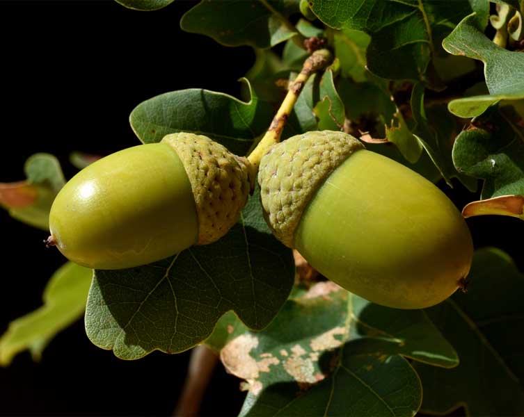 Two green, oval-shaped seeds. The ends attached to the tree are covered by a cap that has a scaly texture. 