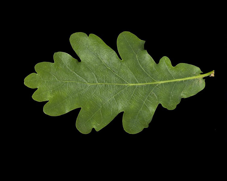 A single green leaf with a rounded, deeply toothed outline. 