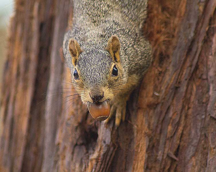 A grey squirrel climbing down a tree, carrying a large brown seed in its mouth. 