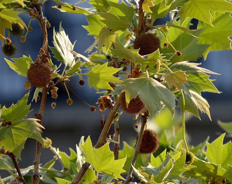 Thin branches of a tree, with green, lobed leaves sprouting off them and small, spherical, spiky fruits.  
