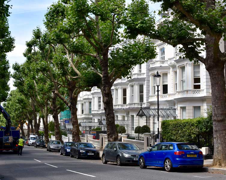 An urban street lined with cars and tall trees.