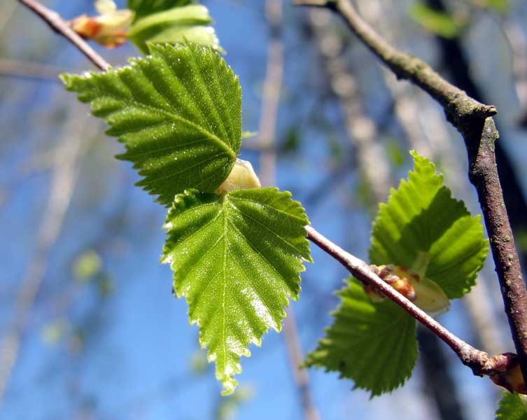 Shiny, triangular leaves with toothed outlines. 