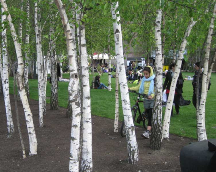 A stand of trees in an urban park. They have thin, white trunks with irregular small, brown patches. 