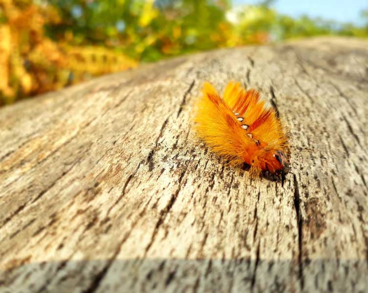 A very fuzzy, bright orange caterpillar with white spots down its back crawls along a log. 