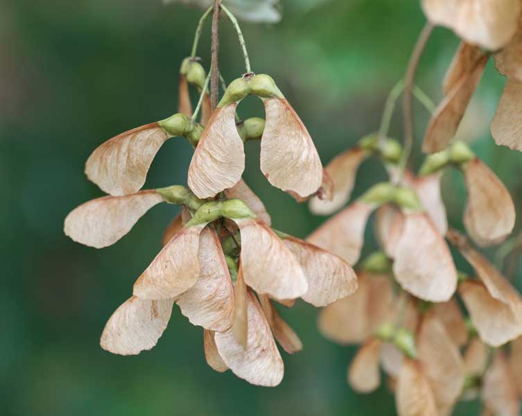 These sycamore seeds form in a 'V' shape, with seeds at the base and brown wing-like structures branching off from them. 