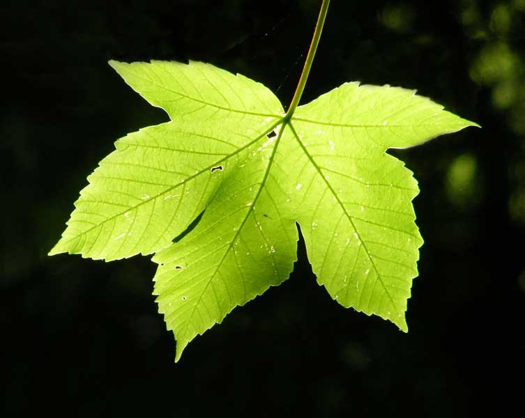 A bright green leaf with very pronounced lobes and a toothed outline. 