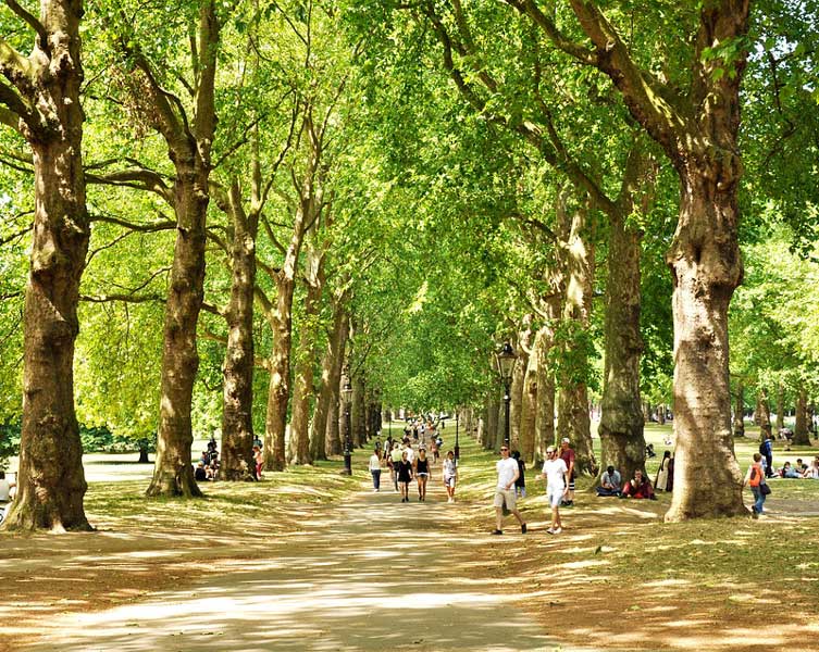 A row of trees in a public park