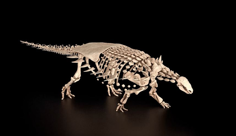 A reconstruction of the full skeleton of Vectipelta barretti. 