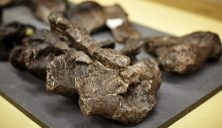A close up picture of some of the fossil vertebrae from the new dinosaur. 