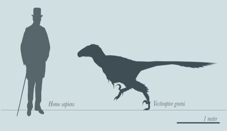 A comparison of the sizes of Vectiraptor greeni and a human male
