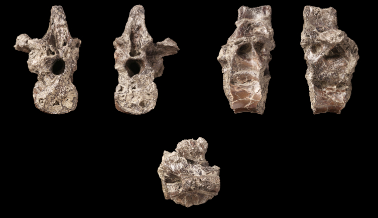 The bones of Vectiraptor greeni